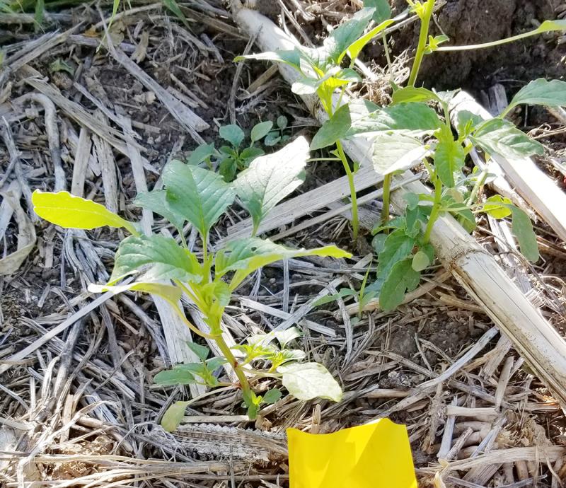 Dicamba: removing a tool from the toolbox 